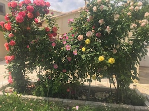 A garden with various flowering plants, including roses in full bloom.