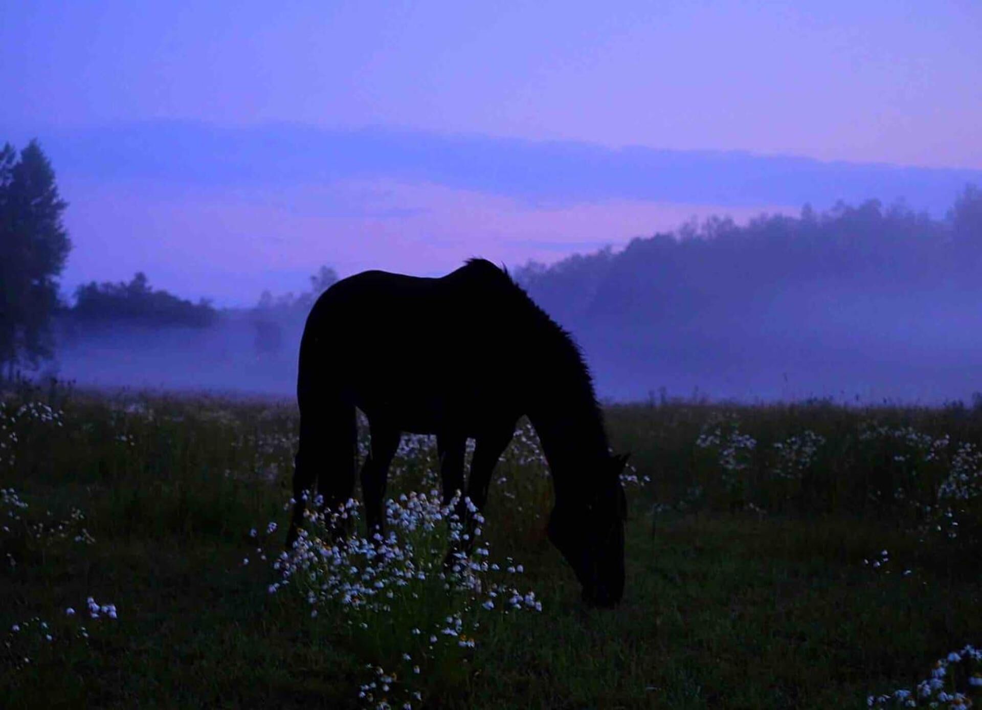 Een paard graast in een veld met een mistige achtergrond.