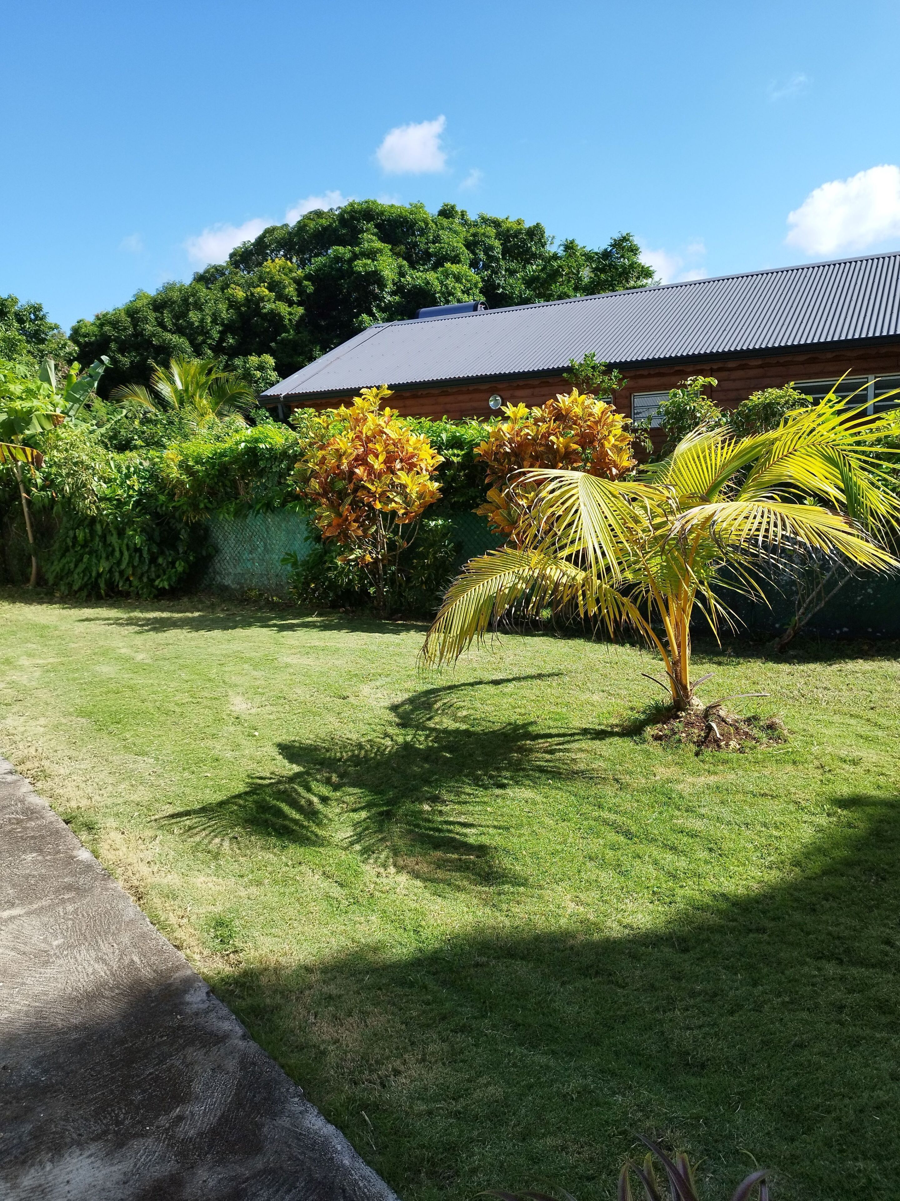 A well-maintained lawn with a palm tree and a wooden building with a metal roof.