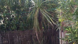 A wooden deck with a palm tree in the center, surrounded by dense foliage and a bamboo fence.