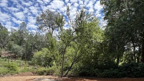 A circular seating area with wooden stools arranged on a mulch-covered ground, surrounded by trees and a clear sky. - Rural home wheelchair accessible, pet friendly close to River & lake & I-80. (Meadow Vista)