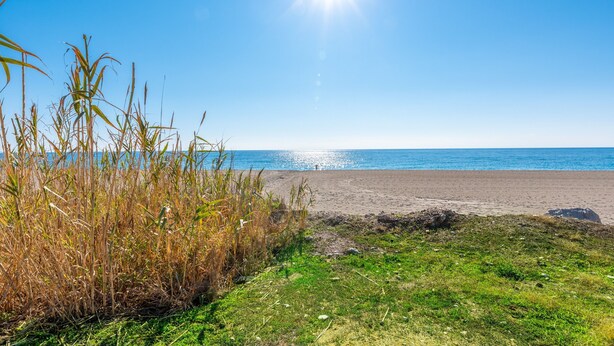 A beach with grass and reeds in the foreground, a clear sky, and the ocean in the background.