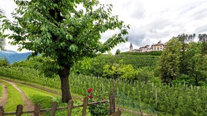 A vineyard with rows of grapevines, a wooden fence, and a tree in the foreground.
