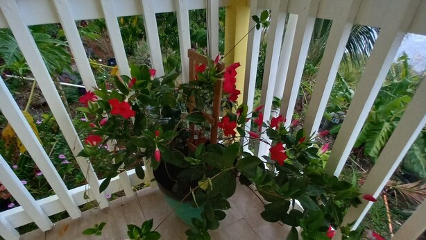 Un balcón con barandilla blanca, una maceta con flores rojas y suelo de baldosas.