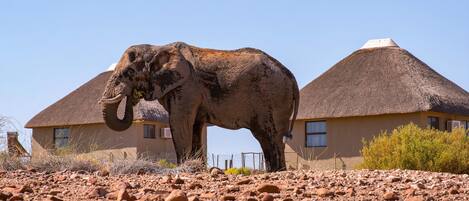 An elephant standing on a rocky terrain with thatched-roof buildings in the background.