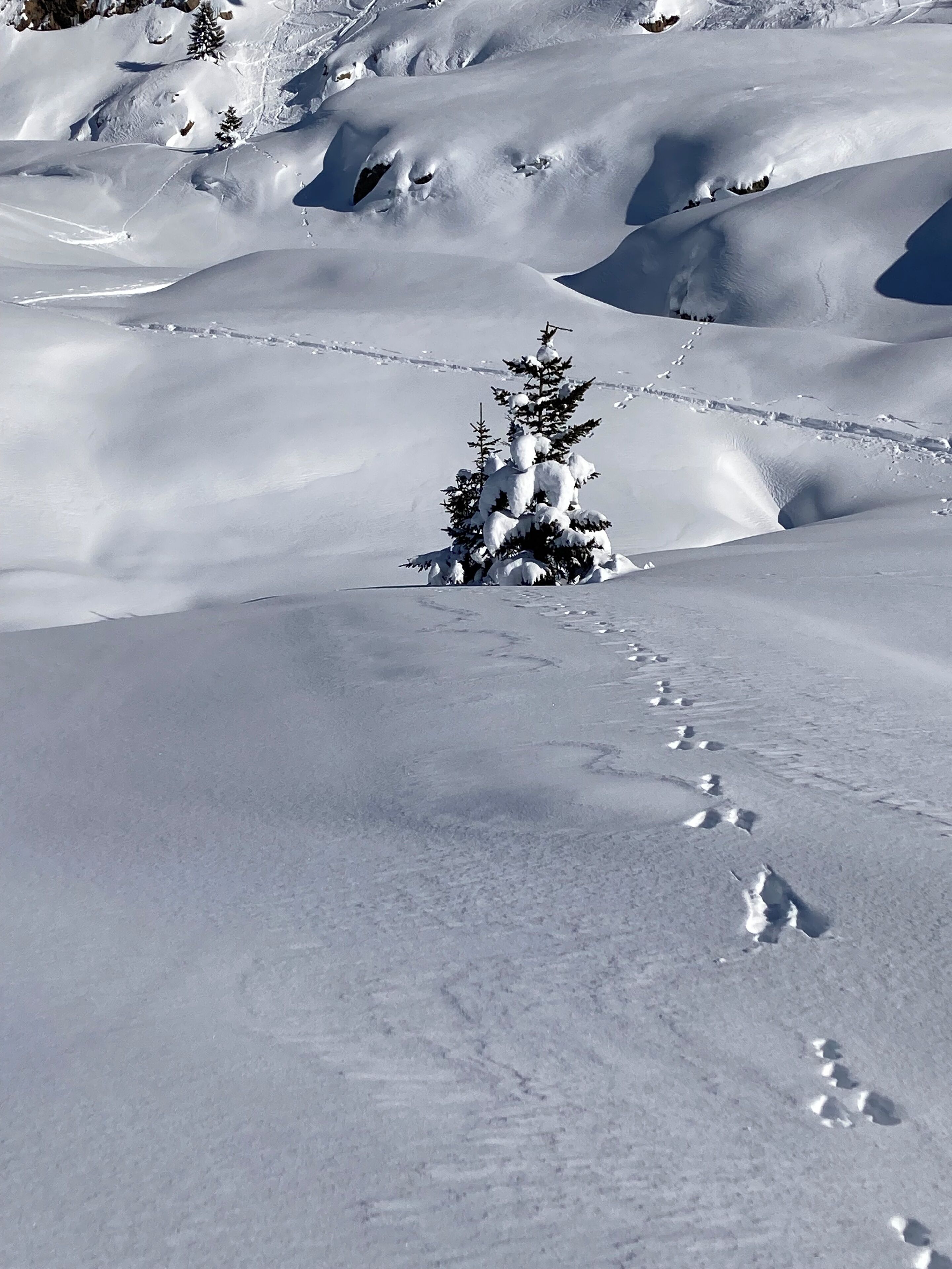 Een besneeuwd landschap met een kleine, besneeuwde boom en een spoor van voetstappen dat er naartoe leidt.