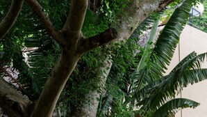 A wooden deck surrounded by lush greenery and a large tree. - Sunbird Chintheche Inn (Chintheche)