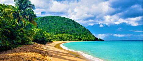 A tropical beach with a sandy shore, palm trees, and a lush green hill in the background.