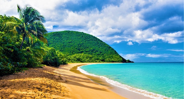 Beach nearby, windsurfing, beach bar - Tropicana Suites (Deshaies)