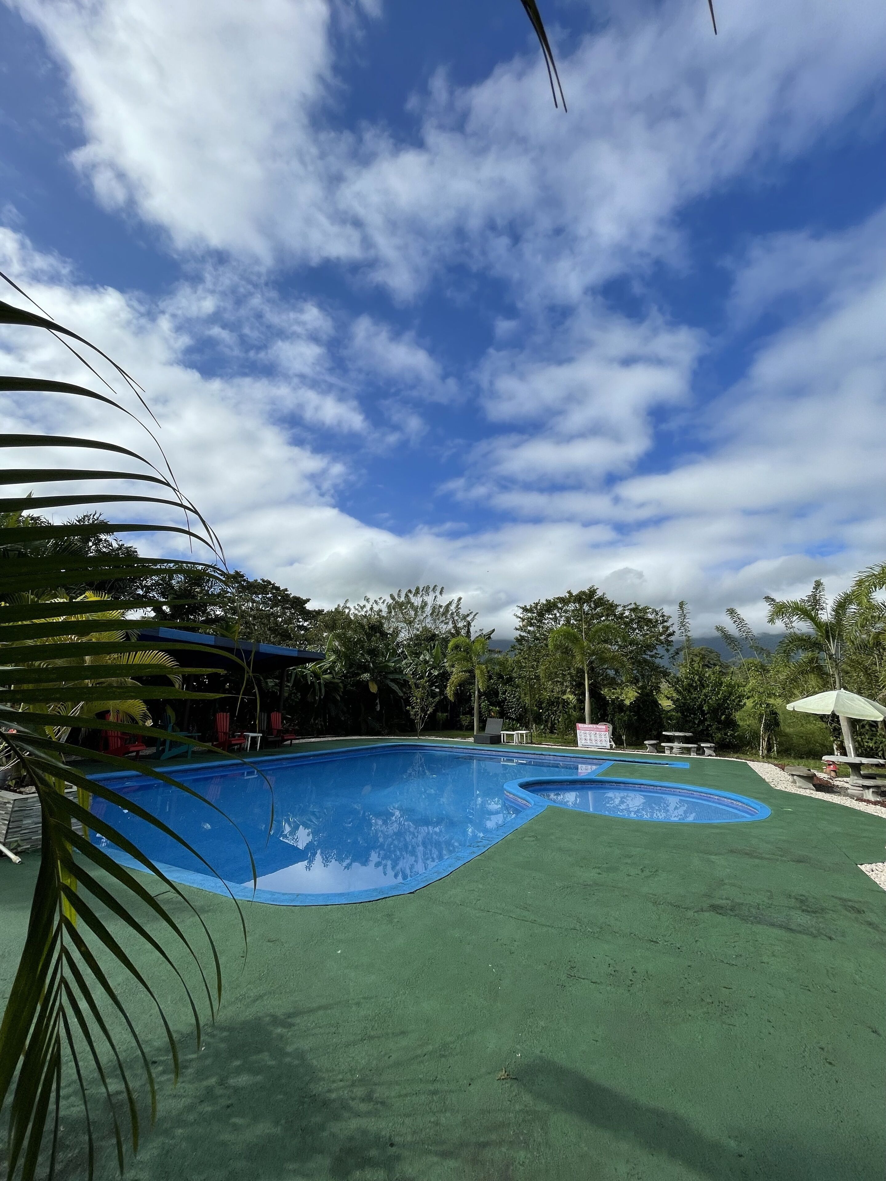 A swimming pool with a curved design, surrounded by green artificial turf and palm trees.