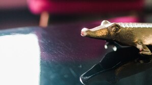 Une figurine de crocodile posée sur une surface réfléchissante, avec une chaise rouge floue en arrière-plan.