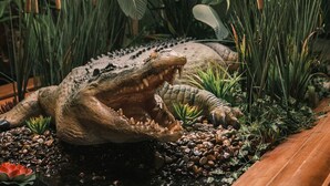 Une maquette de crocodile dans un bassin, entourée de plantes tropicales et de rochers.