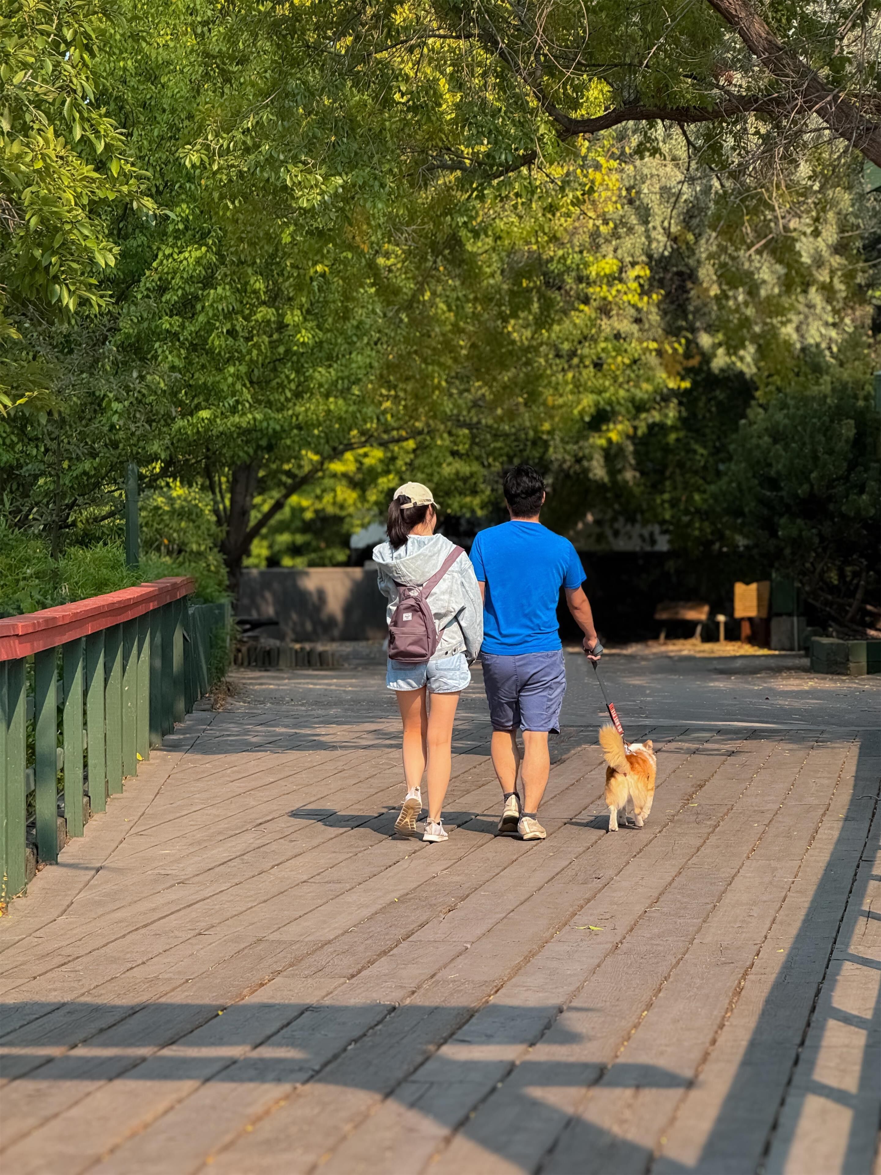 A couple walking a dog on a wooden boardwalk surrounded by trees.