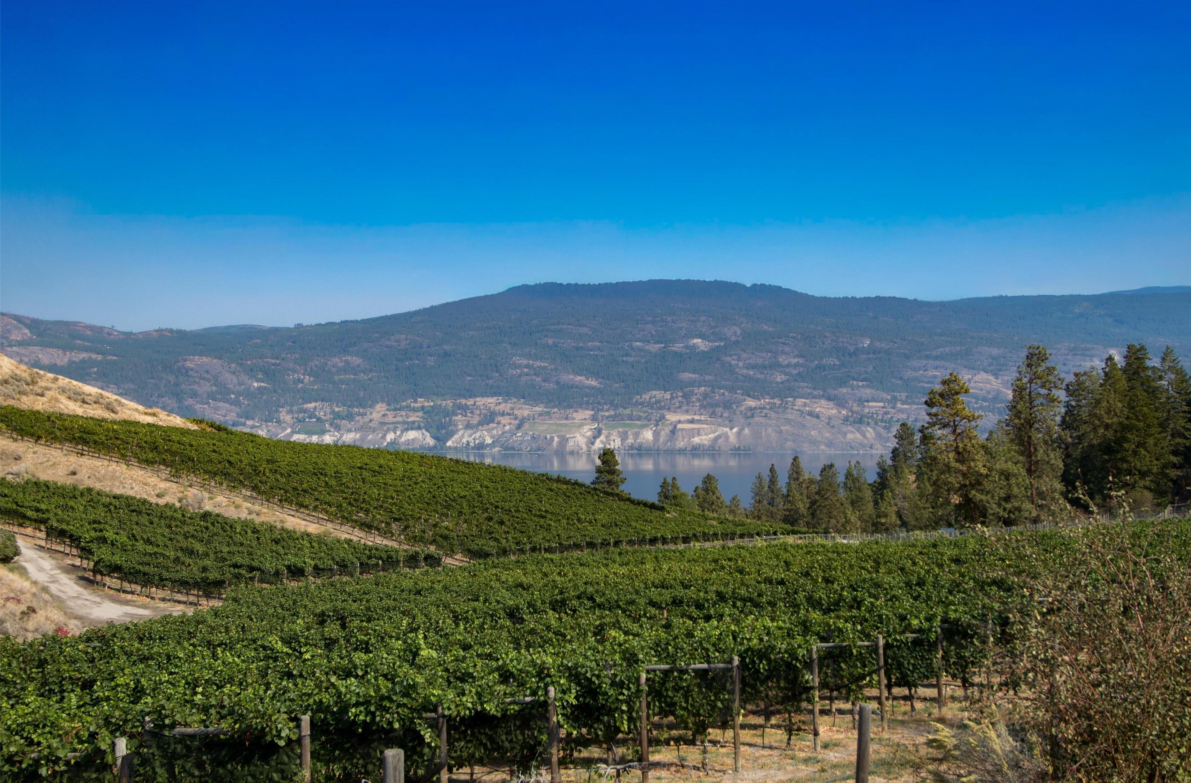 A vineyard with rows of grapevines and a backdrop of hills and a lake.