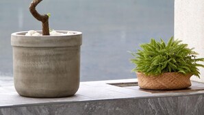 Uma árvore bonsai em vaso de concreto numa varanda, com vista para um corpo de água e edifícios ao fundo.