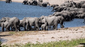 Un grand groupe d’éléphants s’est rassemblé près d’une étendue d’eau, avec une rive sablonneuse et une végétation clairsemée en arrière-plan.