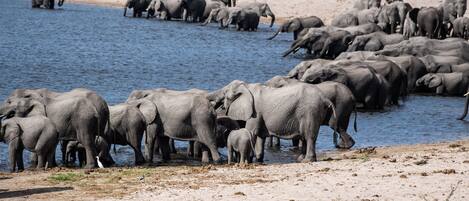 A large group of elephants gathered by a water body, with a sandy shore and sparse vegetation in the background.