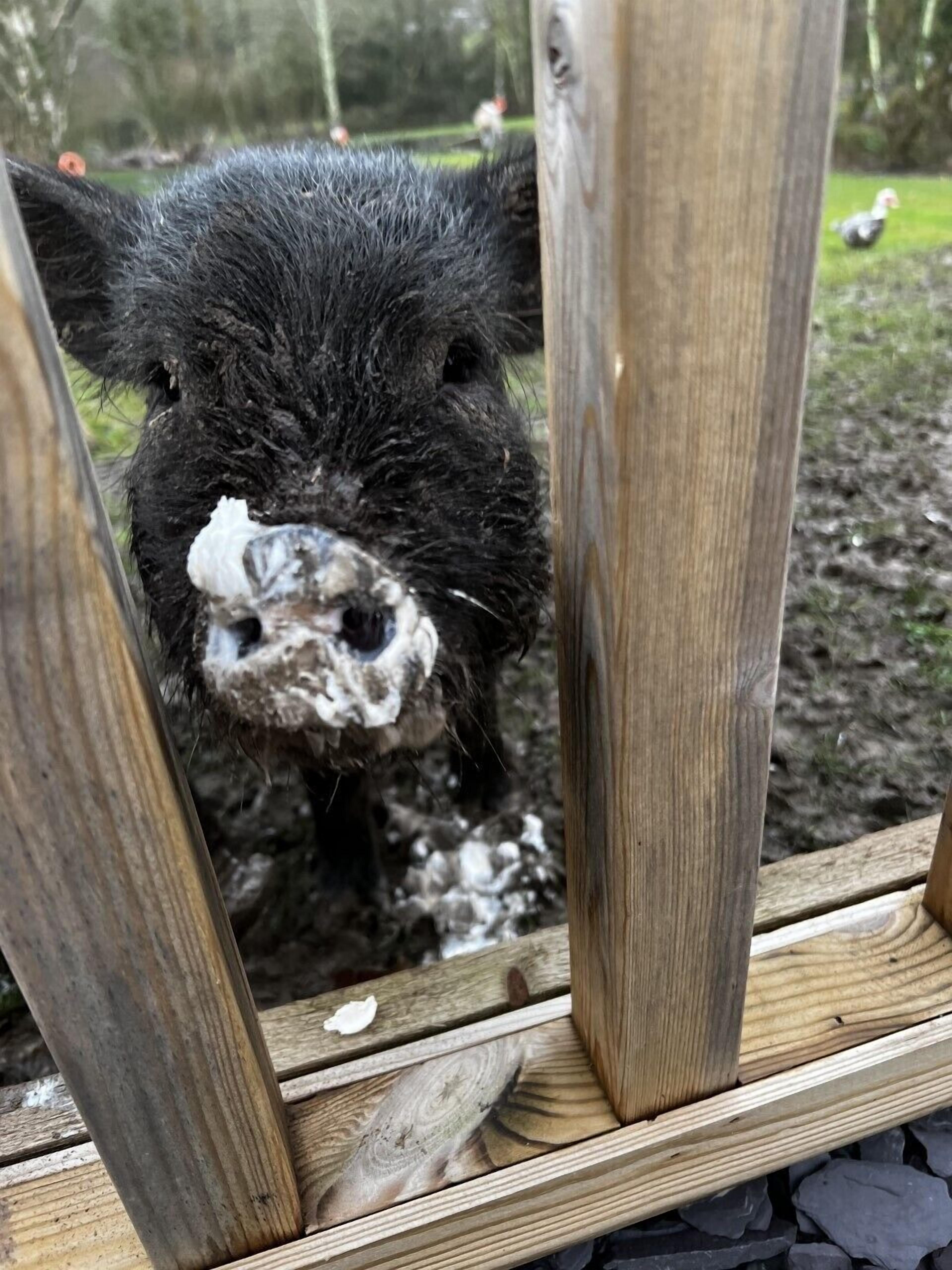 Un porc darrere de pals de fusta, amb terra embarrada i arbres al fons.