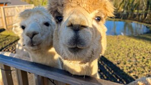 A close-up of two alpacas with a body of water and trees in the background. - Fig Tree Cottage (Tenby)