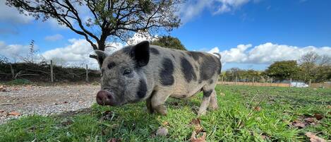A pig in a grassy outdoor area with trees and a fence in the background.