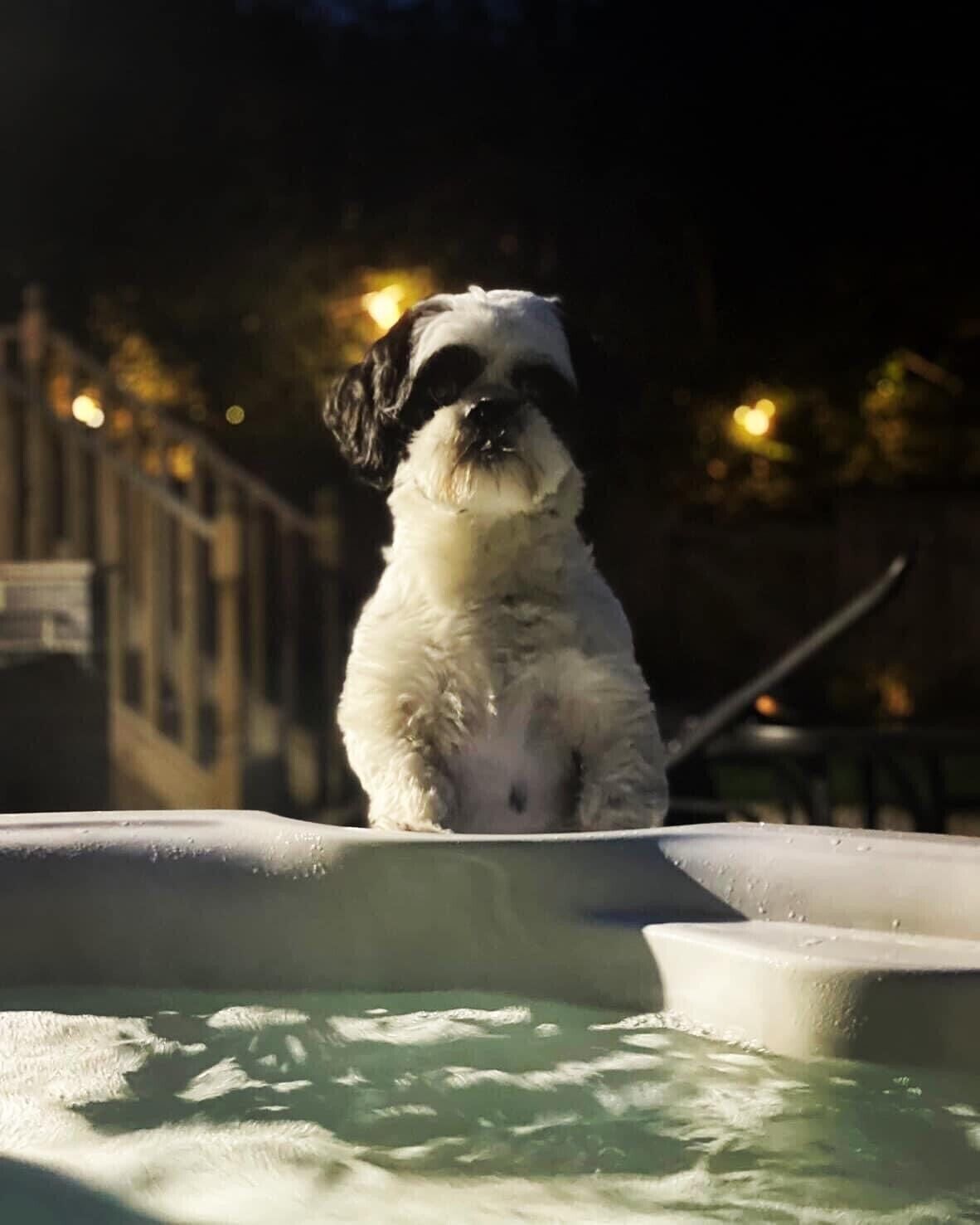 A dog sitting on a pool edge with water splashing around.