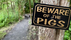 A sign warning of pigs on a forest path. - Cwtch (Tenby)