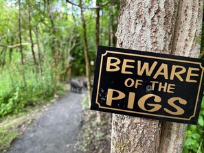 Una señal advierte sobre la presencia de cerdos en un sendero forestal.