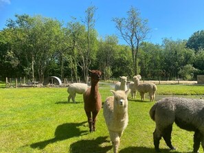 Un grupo de alpacas en un cercado de pasto con árboles al fondo.