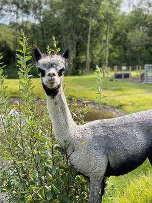 Cabaña, baño privado ((Max 2 Adults, 2 Child)) | Exterior