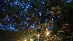 A narrow, unpaved path through a wooded area with string lights hanging above, creating a warm glow. - Cwtch (Tenby)