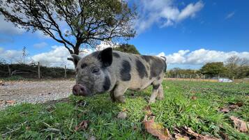A pig in a grassy outdoor area with trees and a fence in the background.