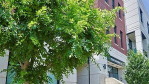 Un edificio con fachada de ladrillo, un árbol frente a él y una acera.