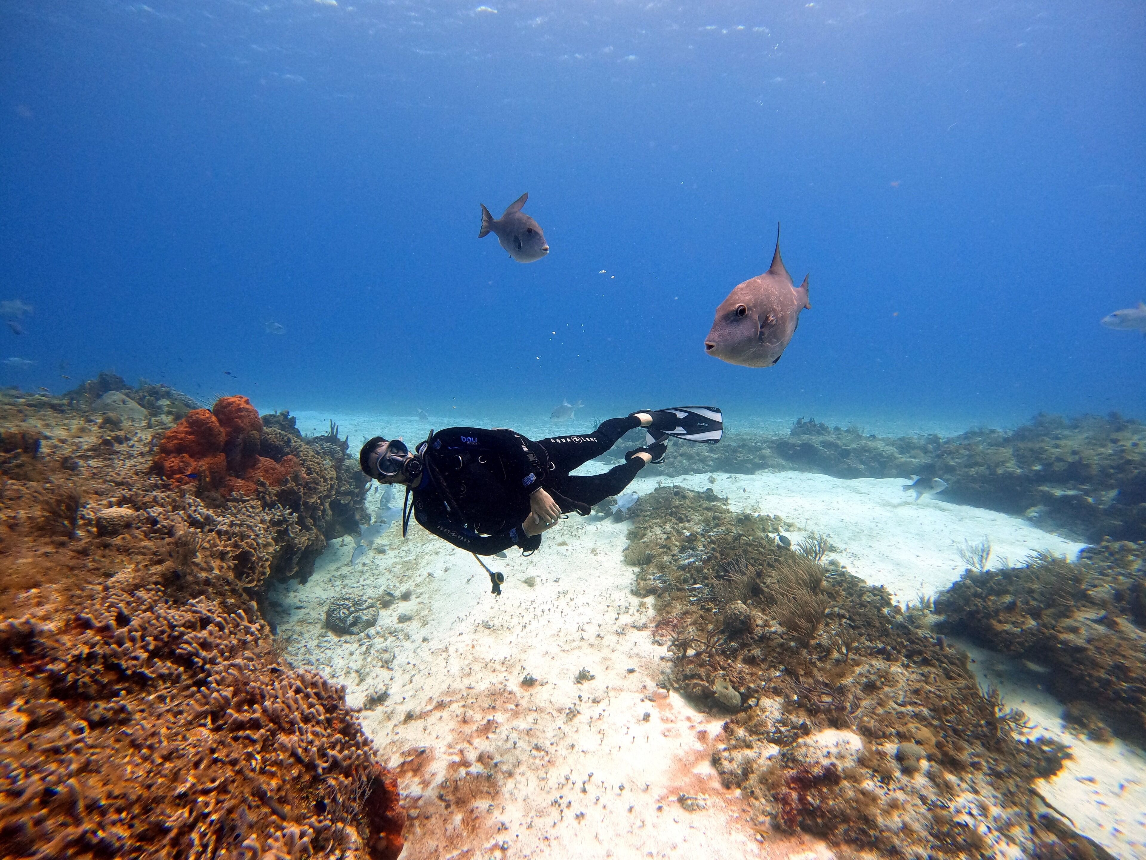 A diver underwater with a camera, surrounded by coral and marine life.