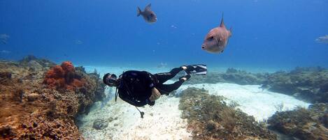 A diver underwater with a camera, surrounded by coral and marine life.