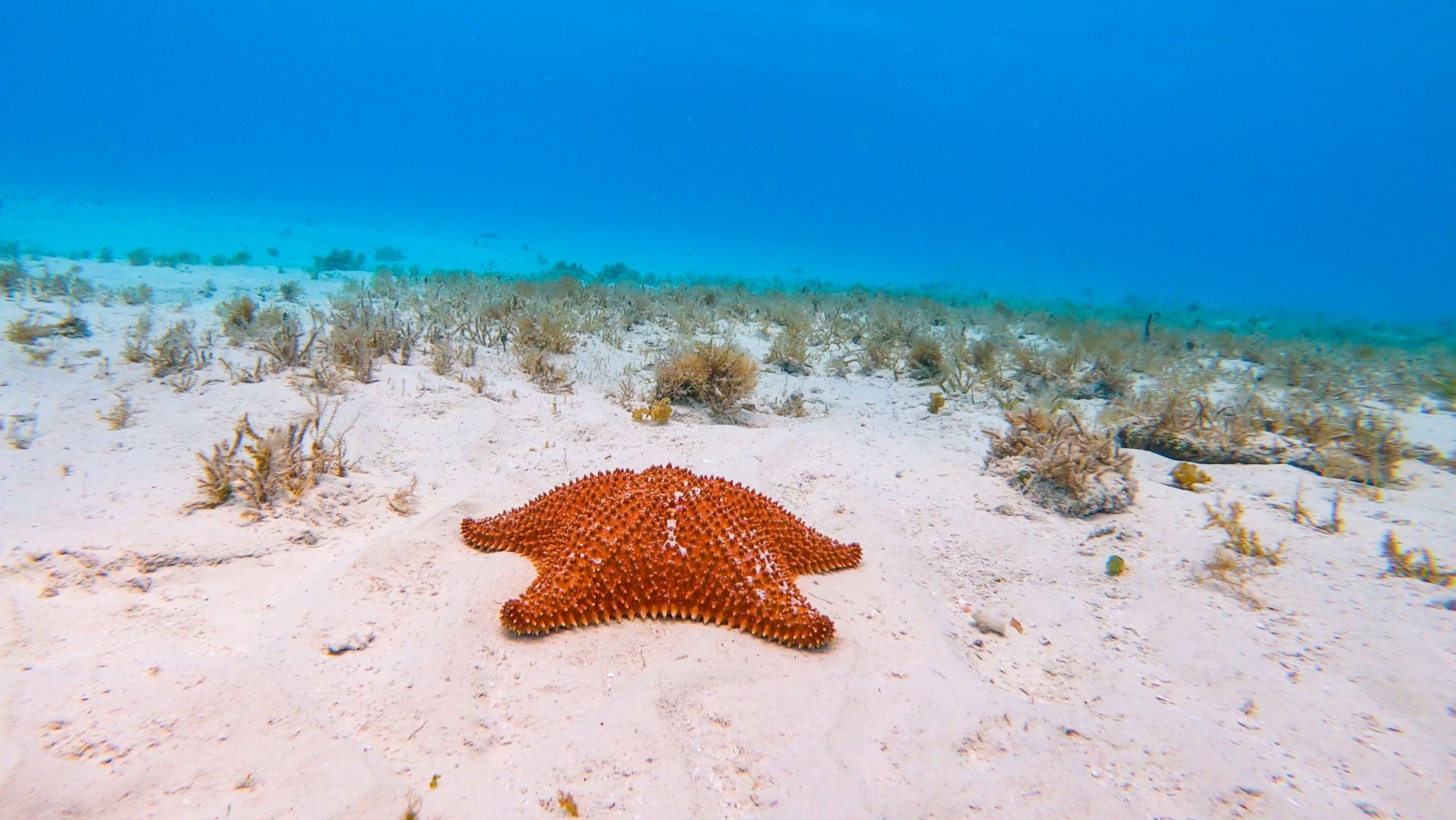 A starfish on a sandy seabed with sparse vegetation.