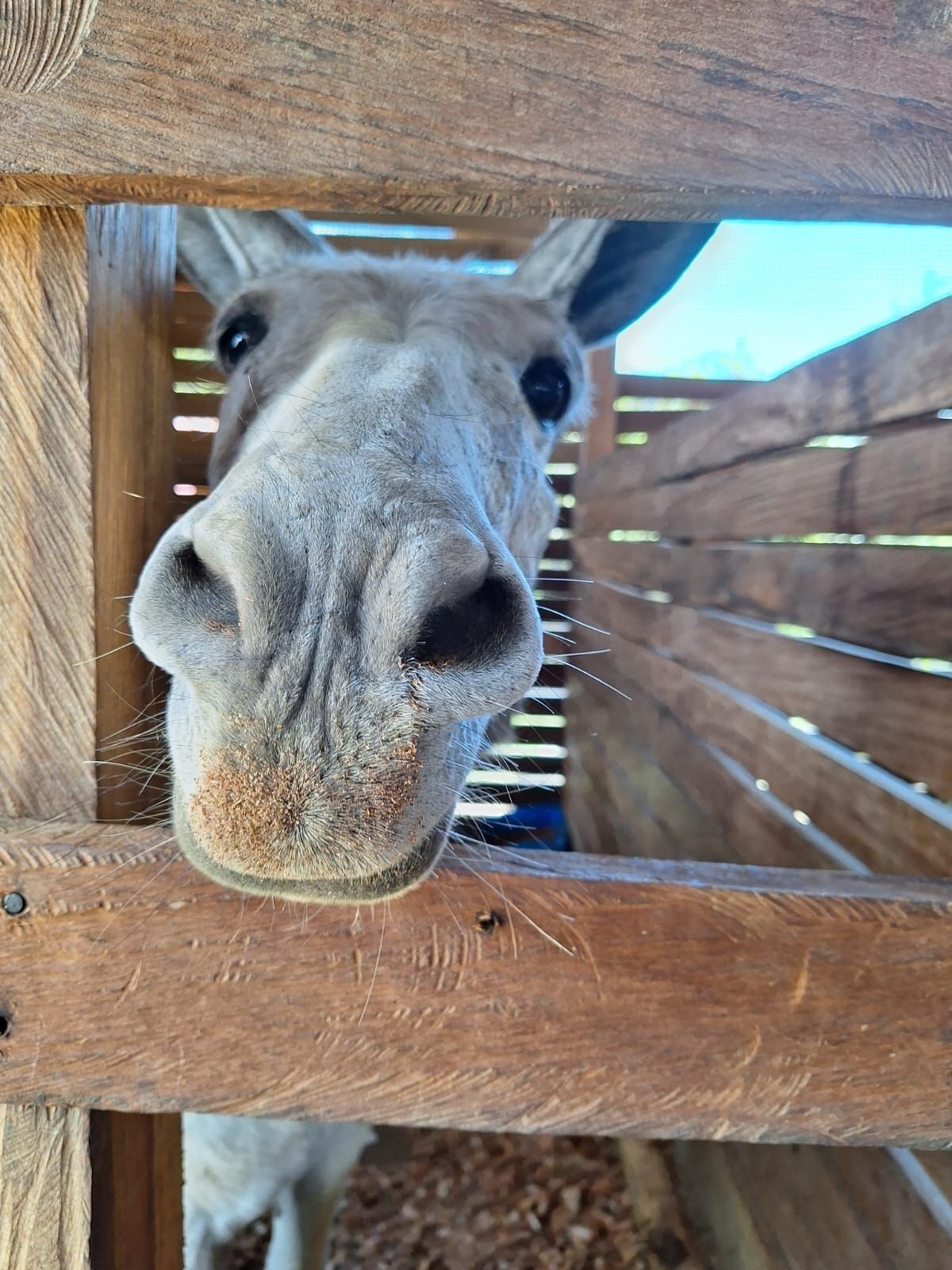 A close-up of a giraffe's face peering through a wooden fence.