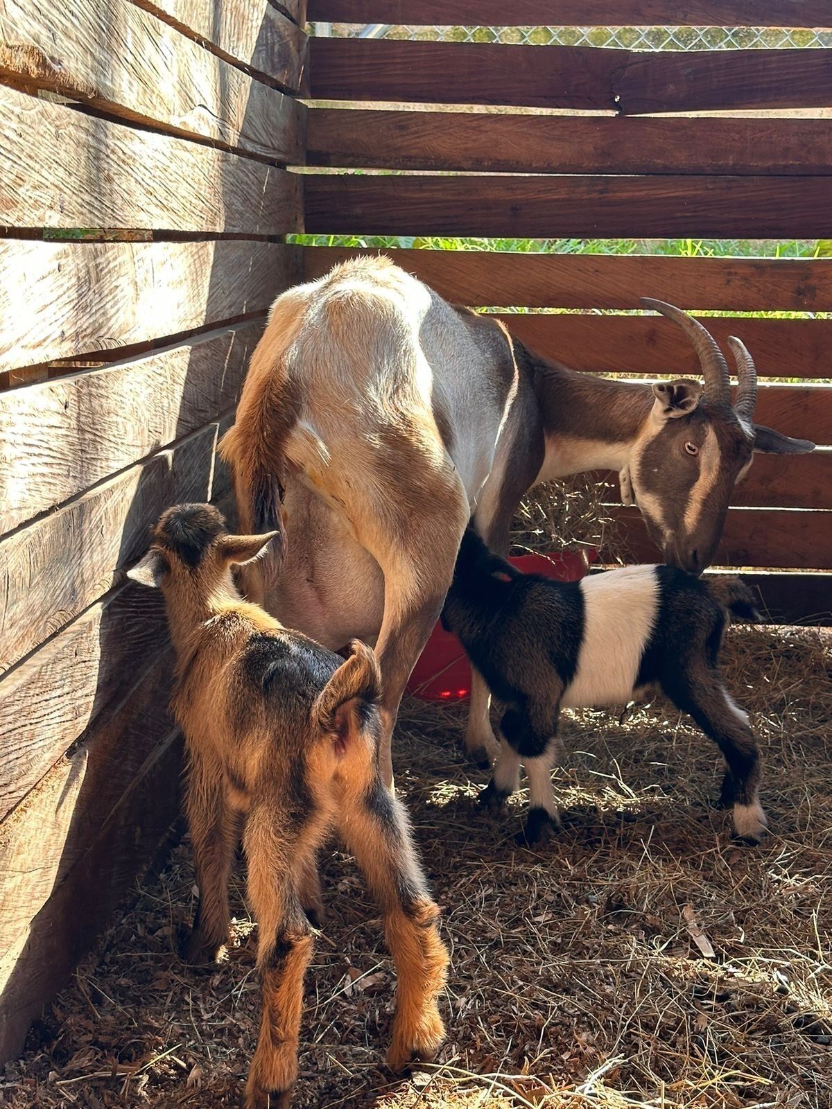 A goat with a white and brown coat standing in a wooden enclosure with straw on the ground.