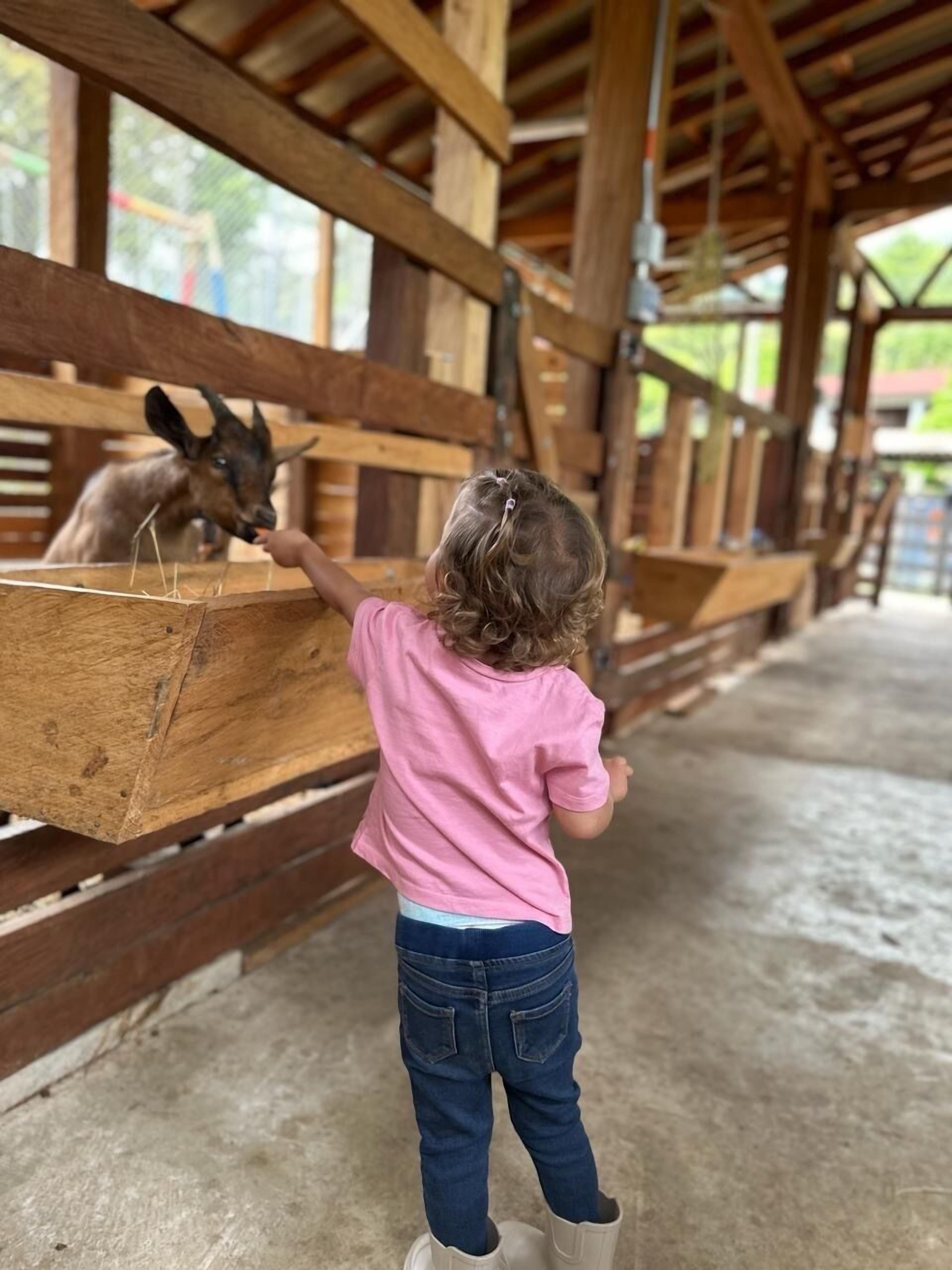 Een kind in een roze shirt en jeans voert een paard in een stal.