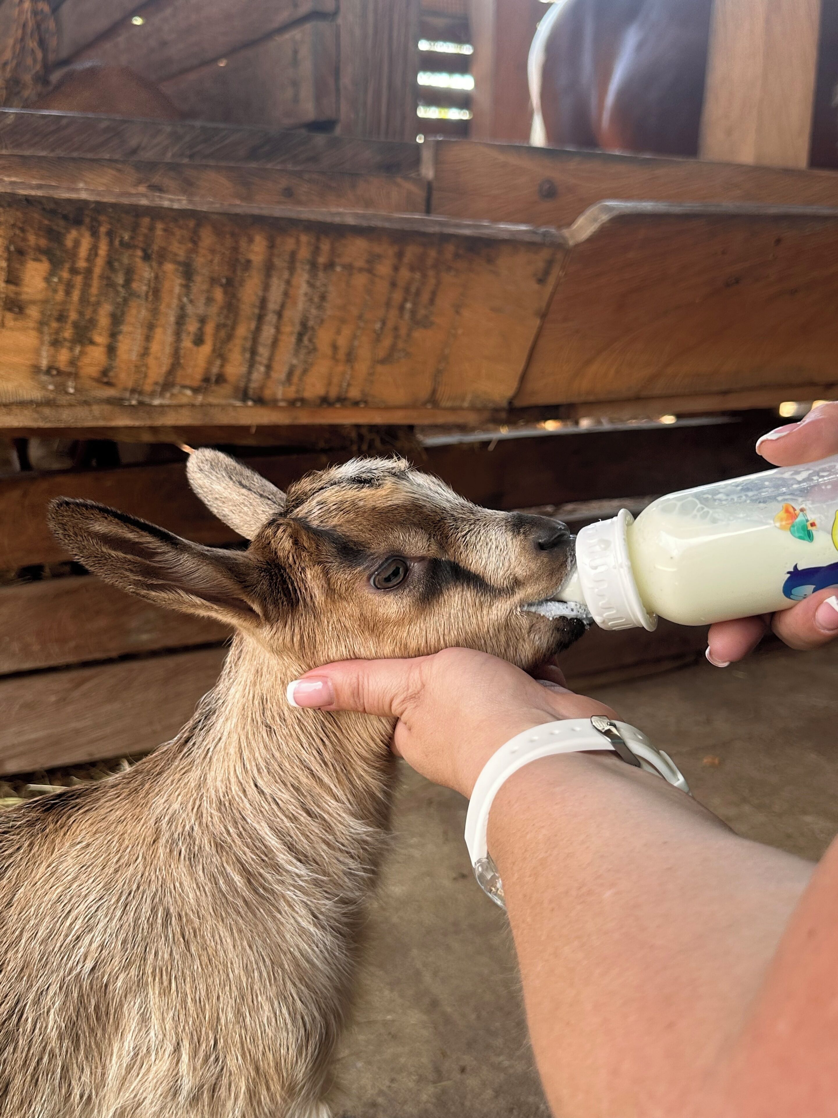A close-up of a person feeding a goat with a bottle.