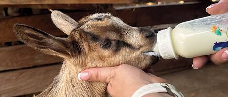 A close-up of a person feeding a goat with a bottle.