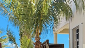 A pathway lined with palm trees leading to a wooden staircase and a white building with a view of the beach.