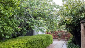 A pathway flanked by lush greenery and a wooden fence.