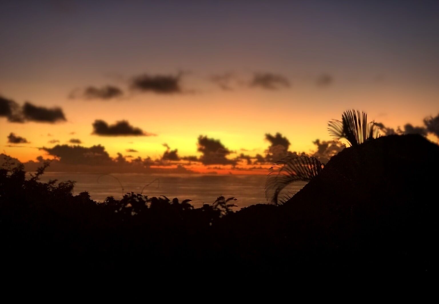 A sunset over a body of water with silhouettes of vegetation and a palm tree.