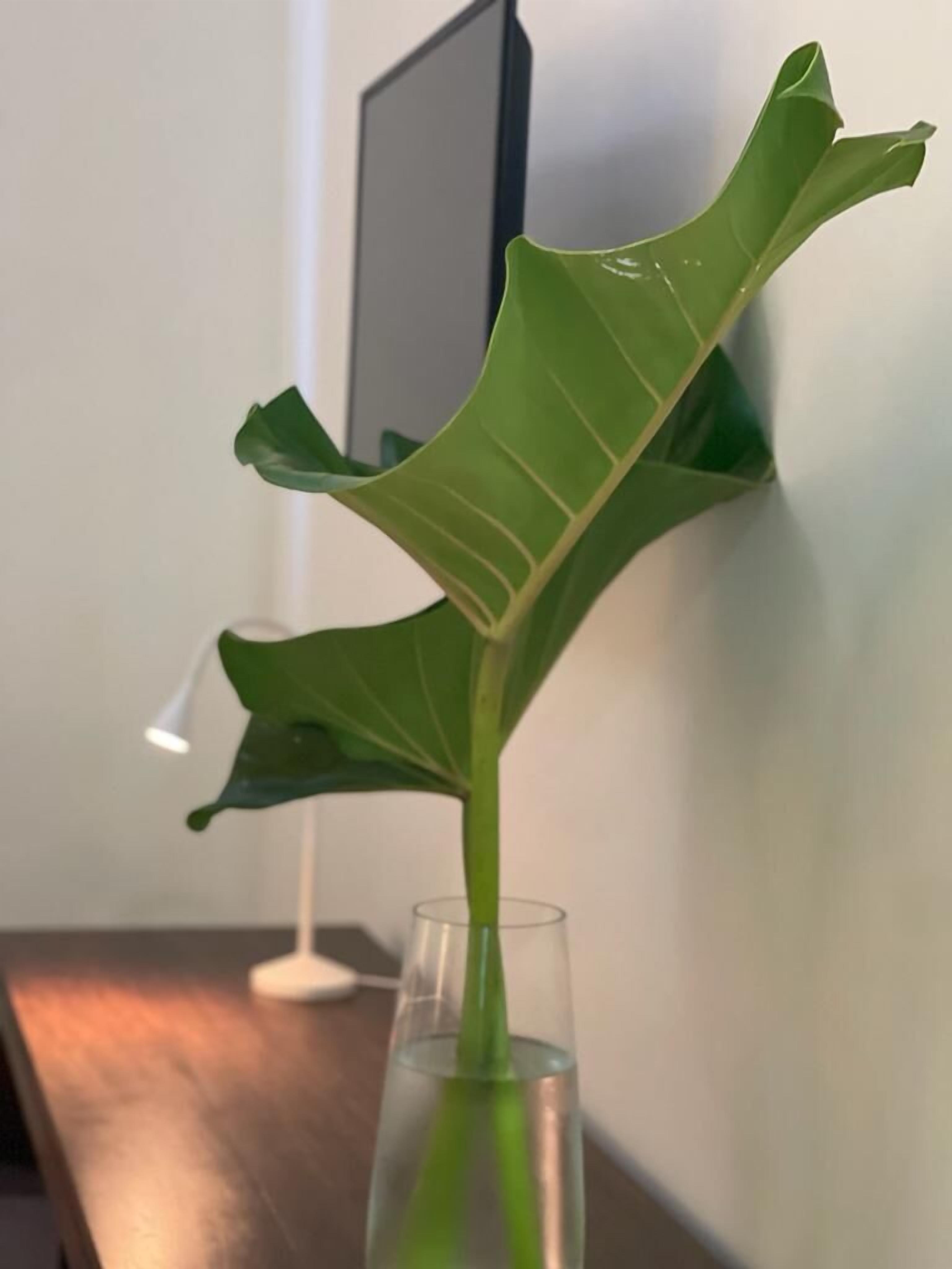 free minibar, desk, laptop workspace, free wifi