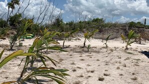 A sandy landscape with sparse vegetation and a clear sky.
