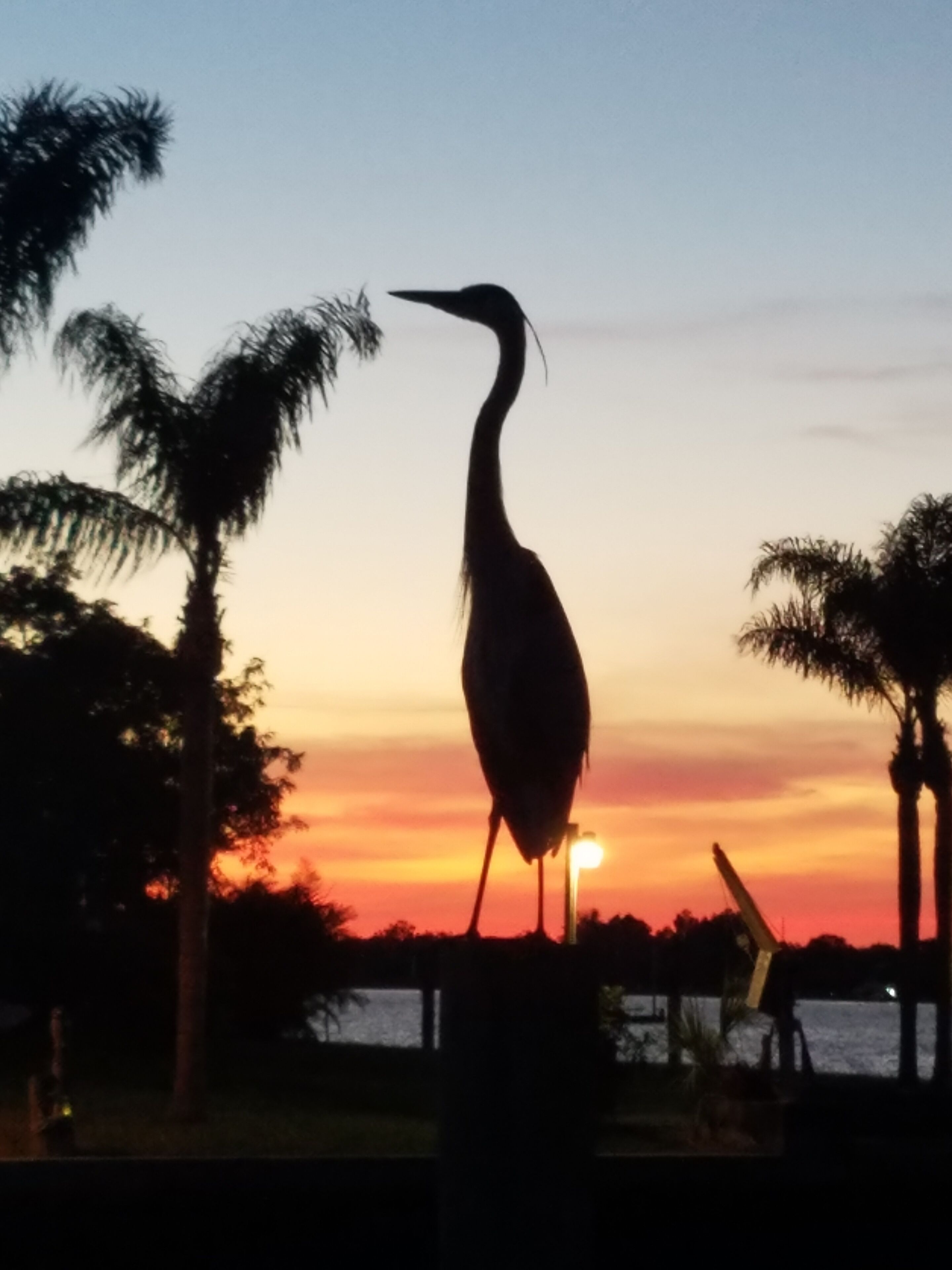 Silueta de un ave, probablemente una garza, en un entorno natural con palmeras y un atardecer de fondo.