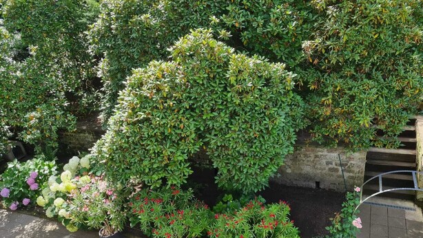 Ein Garten mit verschiedenen Kübelpflanzen und Blumen, einer Steinmauer und einer Metalltreppe.