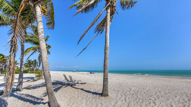 A beach with palm trees, a clear blue sky, and a calm sea.