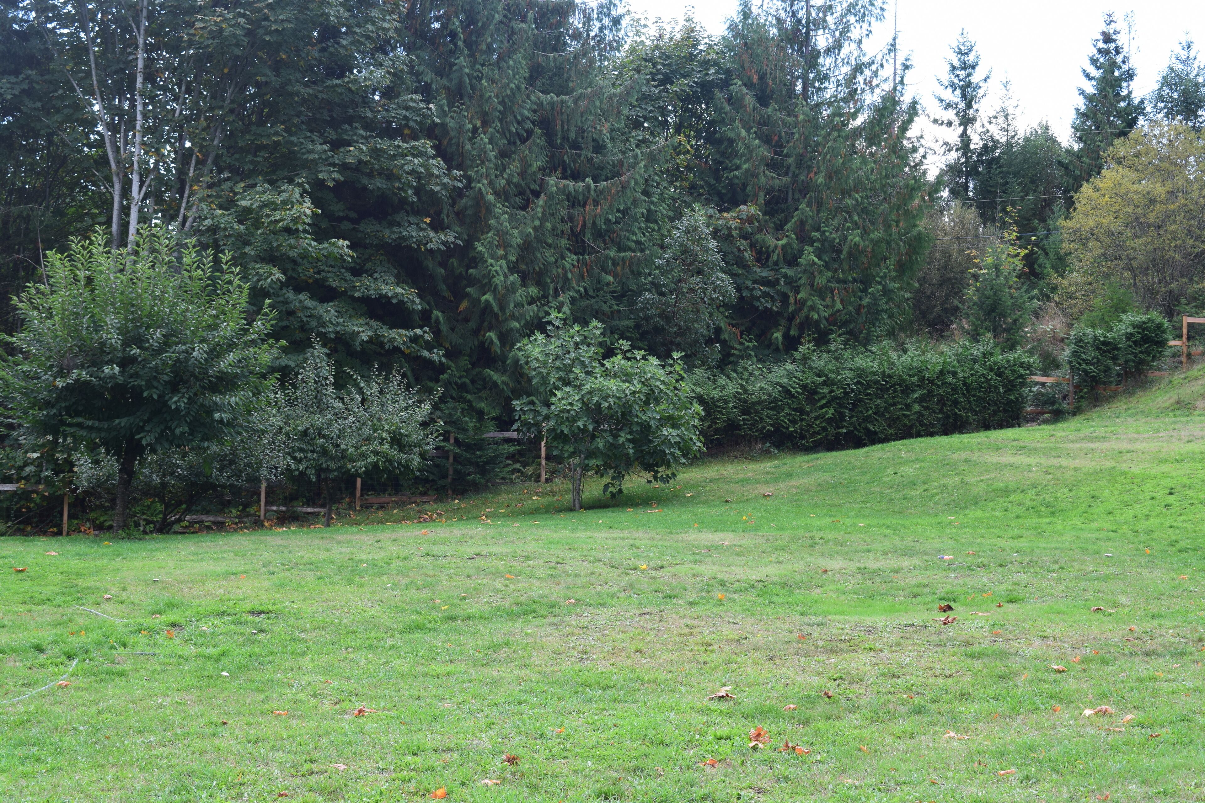 Un champ herbeux, parsemé d’arbres denses et bordé d’une clôture en bois.