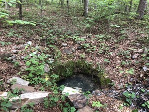 A natural forest scene with a small water body surrounded by rocks and vegetation.